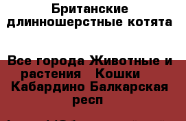 Британские длинношерстные котята - Все города Животные и растения » Кошки   . Кабардино-Балкарская респ.